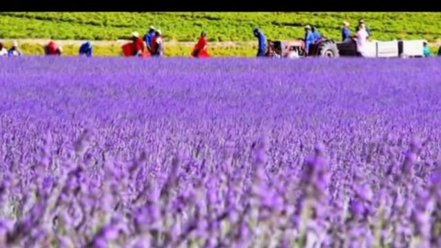 Lavender Fields and Moonlight Sonata (Beethoven) смотреть онлайн