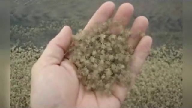 Маленькие крабы! смотреть онлайн