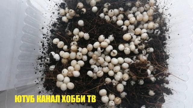 Яйца Улиток Ахатин. Как ухаживать за яйцами улиток.Улитки Ахатины. смотреть онлайн