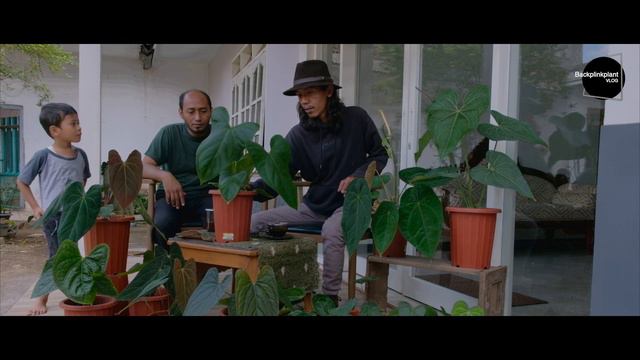 ANTHURIUM NIGHT QUEEN, ORANG LUMAJANG ADA YANG PUNYA? смотреть онлайн