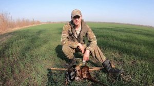 Как охотиться на фазана?\\Охота на фазана без собаки\\Славная Охота