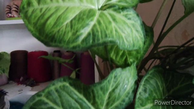 Утро начинается с комнатных растений??☘️