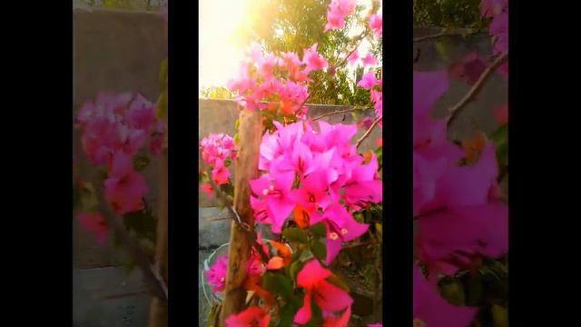 MY BOUGAINVILLEA FULL BLOSSOM| BOUGAINVILLEA FLOWERING| BOUGAINVILLEA FULL BLOOMING WITHOUT LEAVES| смотреть онлайн