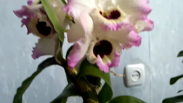 Орхидея дендробиум Нобиле с очень крупными цветами. смотреть онлайн