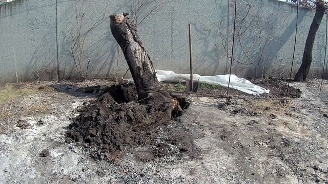 Корчевание пней, запросто. смотреть онлайн