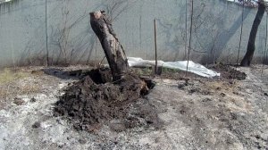 Корчевание пней, запросто.