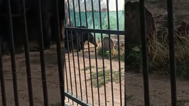 Зоопарк Лимпопо. НН смотреть онлайн