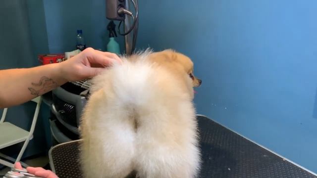 Профессиональная стрижка Шпица - в сети груминг-салонов PetSmile смотреть онлайн