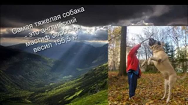 Интересные факты о животных:Собаки смотреть онлайн