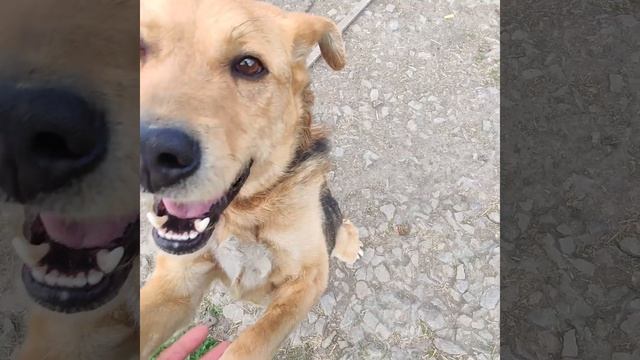 ⚠️Просим помощи на закупку корма. смотреть онлайн