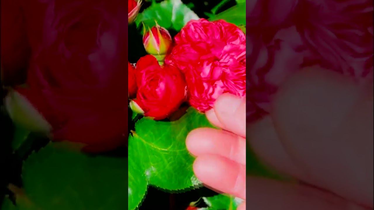 Флорибунда Сангрия Rose Sangria смотреть онлайн