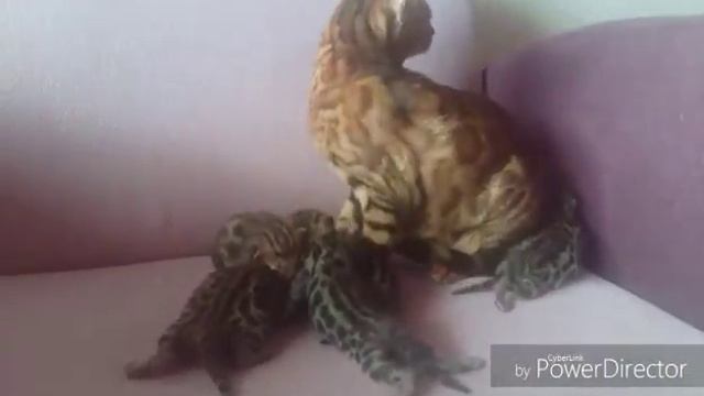 Маленькие бенгалы