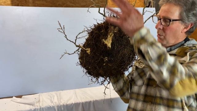 Wisteria Bonsai Reshape and Repot смотреть онлайн