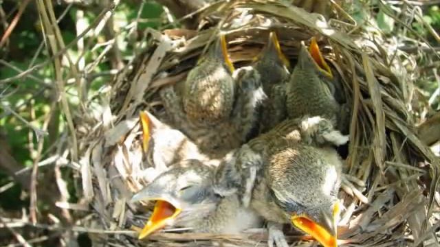 Птичье гнездо в жимолости, дача, Владивосток.wmv смотреть онлайн