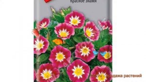 Вьюнок обыкновенный Красное знамя (krasnoe znamya) ? обзор: как сажать, семена вьюнока Красное знам