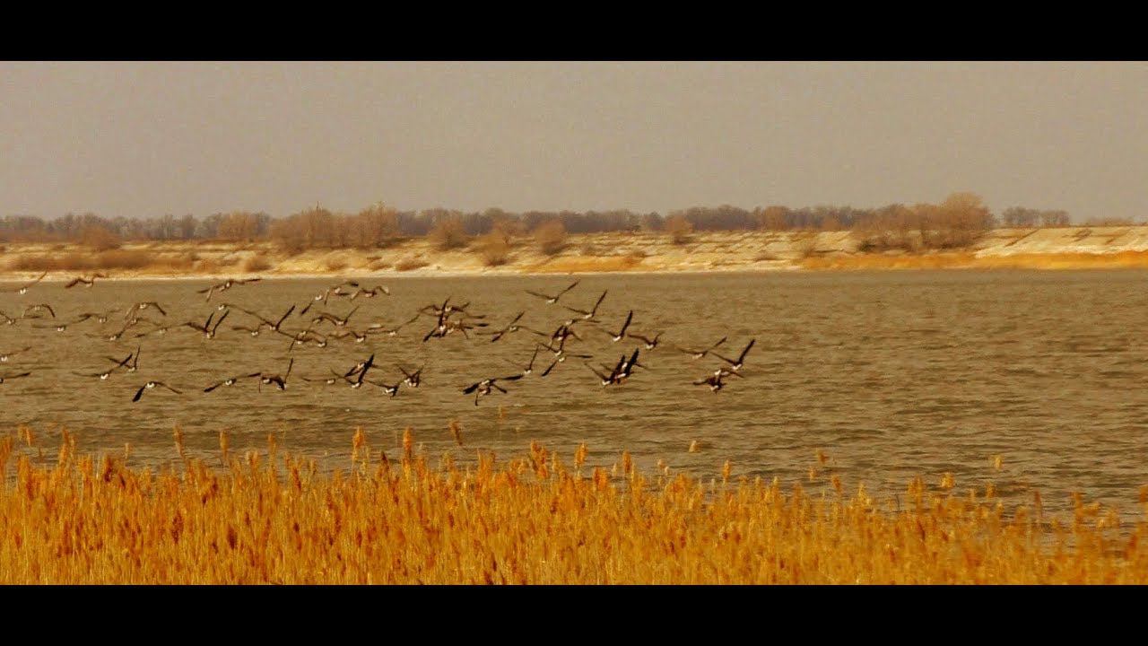 ОХОТА НА ГУСЯ 2020!!! СОТКИ ГУСЕЙ, УТОК И ОХОТА ОДНОГО НАЛЁТА / MAX HUNTER смотреть онлайн