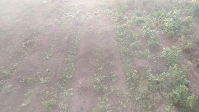 Картофельный ботвоудалитель из того, что было бод рукой! смотреть онлайн