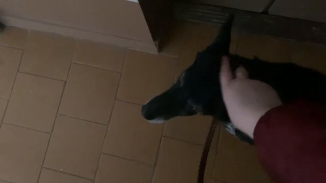 ВЛОГ/НАСТЯ В ГОСТЯХ/ УЖИНАЕМ РОЛЛАМИ/12.02.2021 г смотреть онлайн