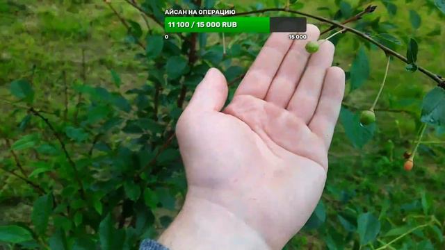 воскресенье с хаски смотреть онлайн