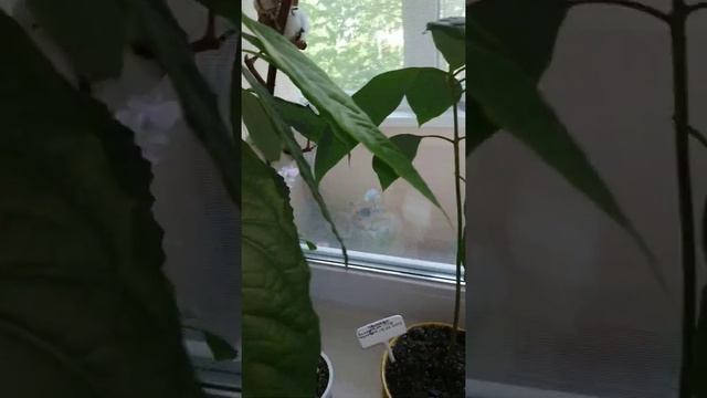 Результат выращивание авокадо из косточки через 1 года смотреть онлайн