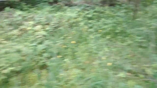 Прогулка в Подмосковный лес. смотреть онлайн