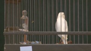 Пение русских канареек