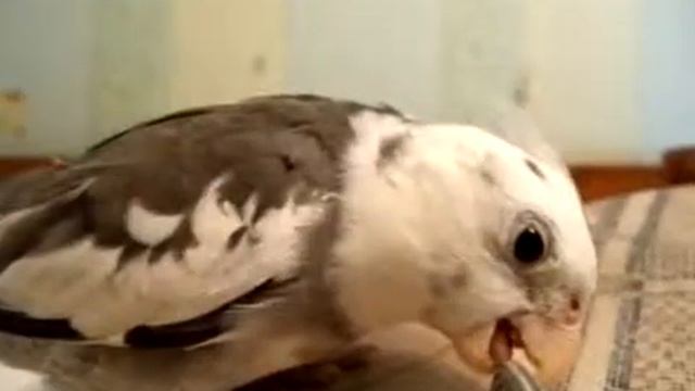 Мои кореллы смотреть онлайн