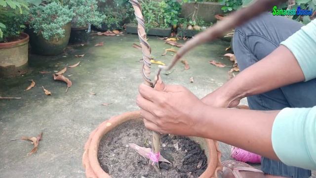 Lychee Tree Bonsai Part 01 смотреть онлайн