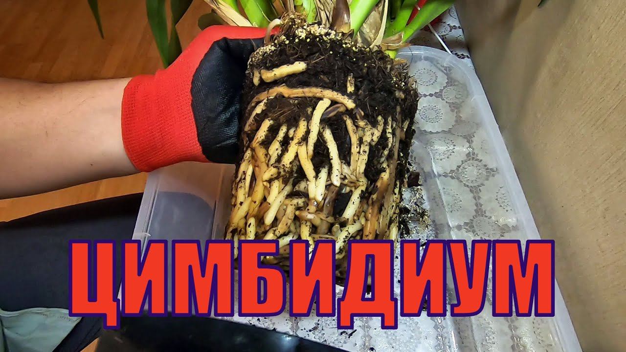 Орхидея Цимбидиум Cymbidium, пересадка, род эпифитных растений семейства Орхидные (Orchidaceae).