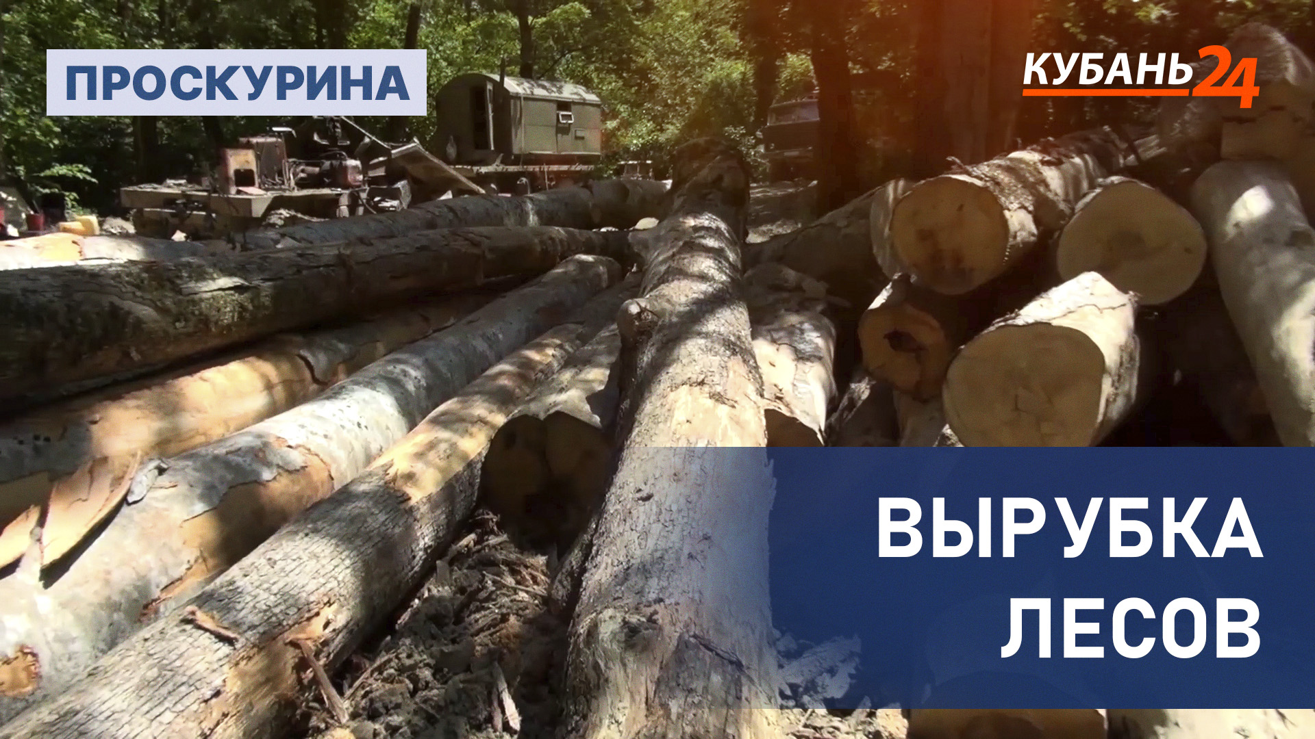 Вырубка лесов | Проскурина