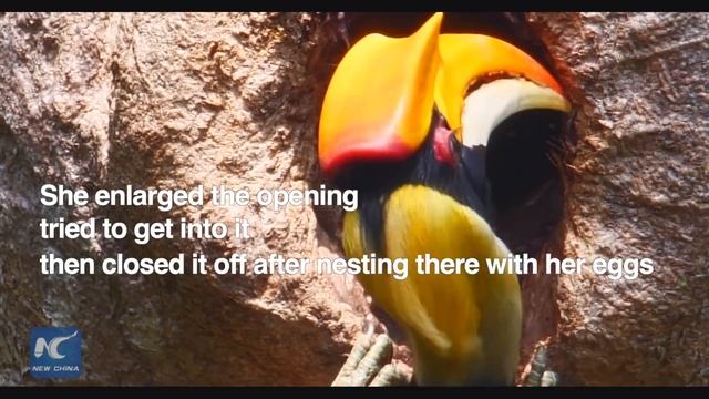 Great hornbill builds nest in tiny tree hollow смотреть онлайн