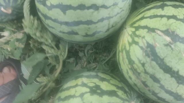 Квасимо ? ?? кавун. Пишіть свої рецепти. смотреть онлайн