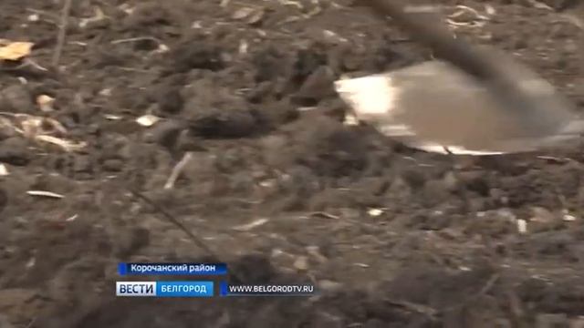 ГТРК Белгород - В плодопитомниках кипит работа смотреть онлайн
