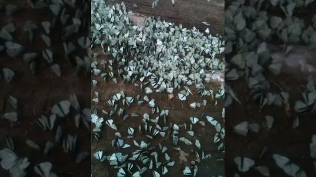 много бабочек, more butterfly, butterfly, бабочки, смотреть онлайн