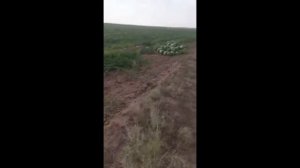 Отзыв крупного бахчевода об уникальном арбузе Юкон F1 (Yukon F1) - один из лучших гибридов на рынке