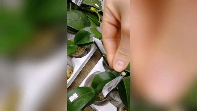 Mikiorchid вналичии с цветоносами смотреть онлайн