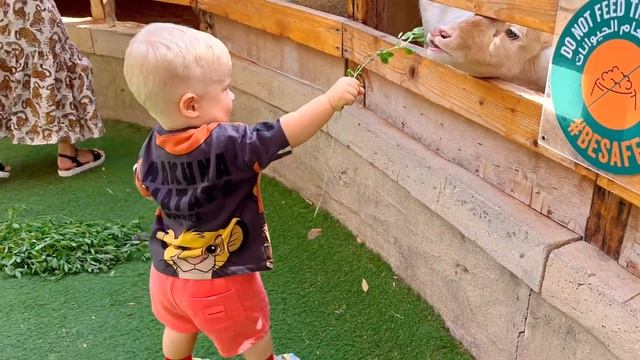Diana and Roma feed the animals at the Emirates Park Zoo смотреть онлайн