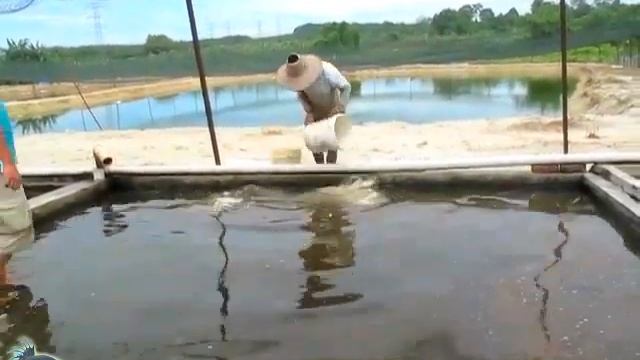 Разведение лялиусов в Малайзии. Рыбоводная ферма. смотреть онлайн