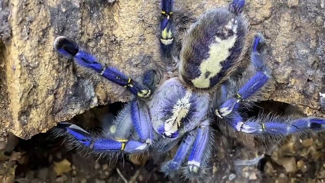 Poecilotheria metallica, Gooty Sapphire Ornamental Rehouse and care смотреть онлайн