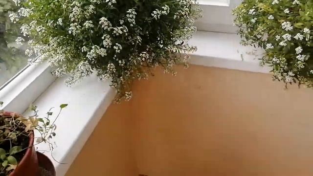 Алиссум. Роскошное осеннее цветение ароматного облака. смотреть онлайн