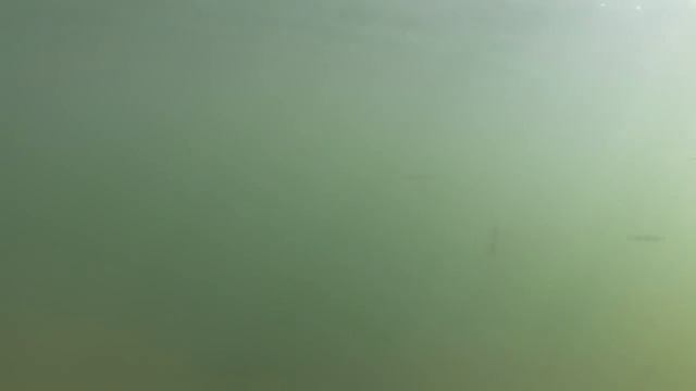Strike King Lure Testimony by Hook n' Look смотреть онлайн