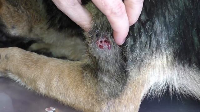 "Venus": A Mangoworm spot - Not for Trypophobes смотреть онлайн