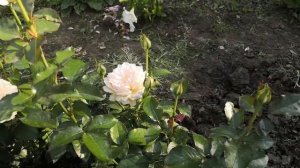 Роза Сувенир Баден- Баден ( Rose Souvenir Baden- Baden)