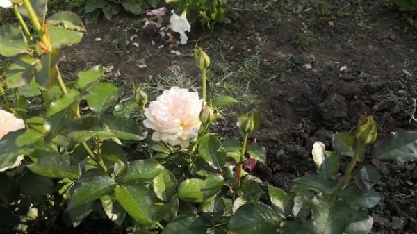 Роза Сувенир Баден- Баден ( Rose Souvenir Baden- Baden)