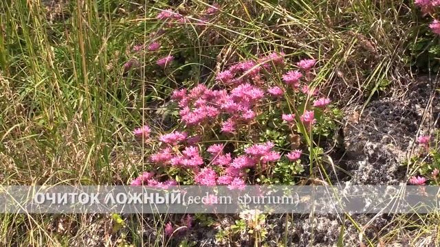 очиток ложный смотреть онлайн