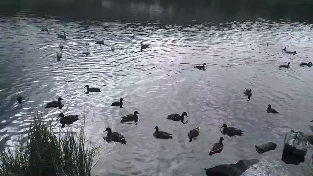 Мурманские голуби. Чайки, серебристые чайки, утки .... смотреть онлайн