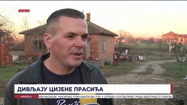 Дивљају цијене прасића