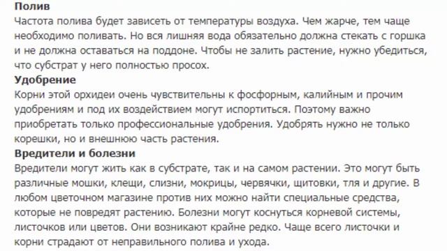 Орхидея Камбрия Беаллара Маргарита Холм смотреть онлайн