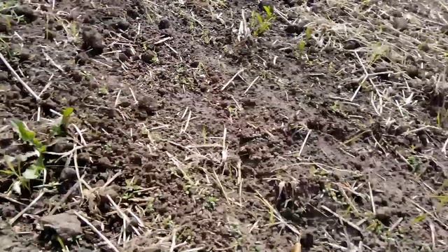 Летний посев люцерны смотреть онлайн