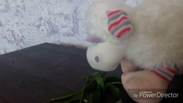 Домашние животные смотреть онлайн